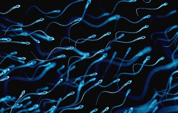 Pregnant sperm on penis
