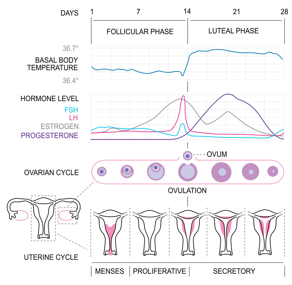 Progesterone effect function sperm caused
