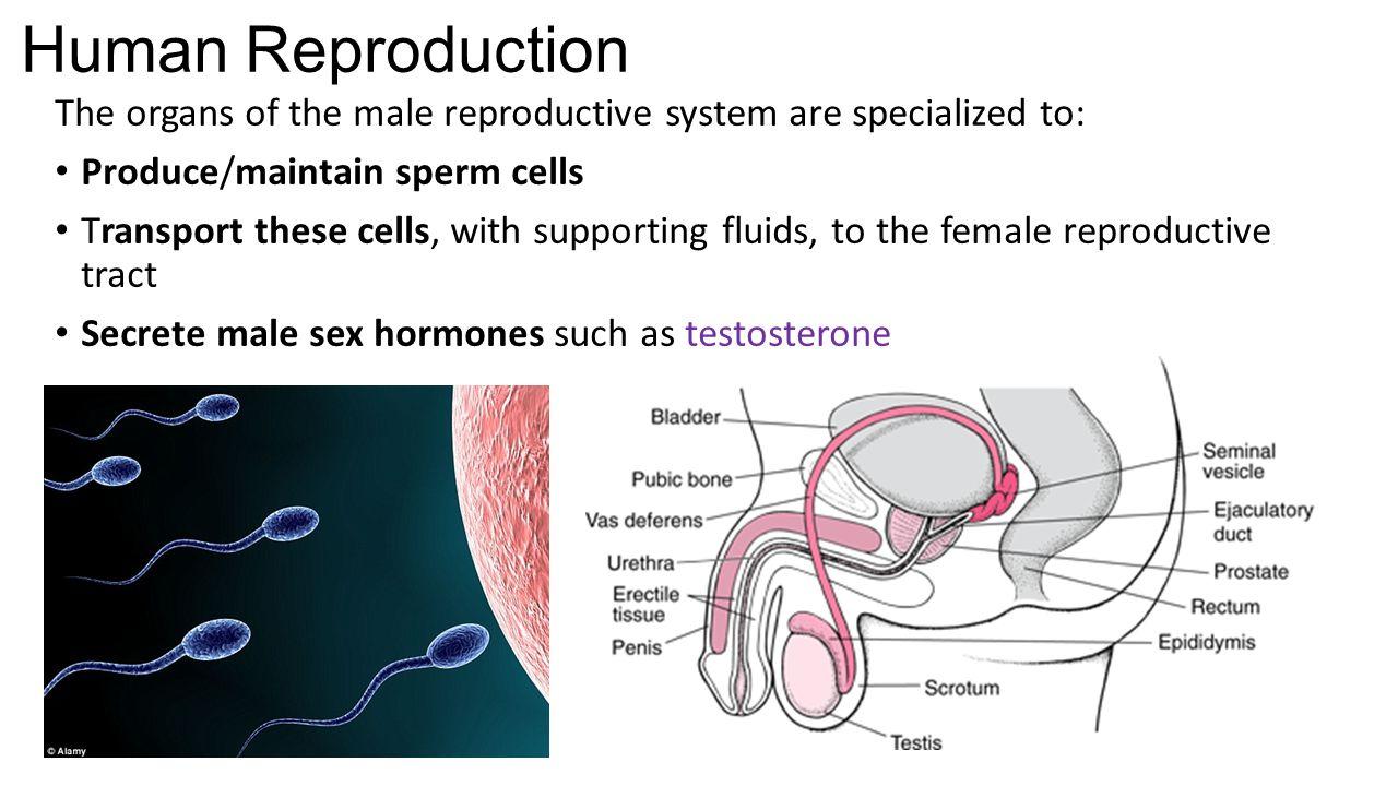 Tissue that produces sperm cells